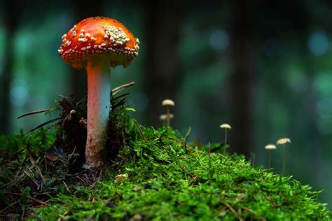 Exploring the Role of Amanita Mushroom Gumy in Urban Divination
